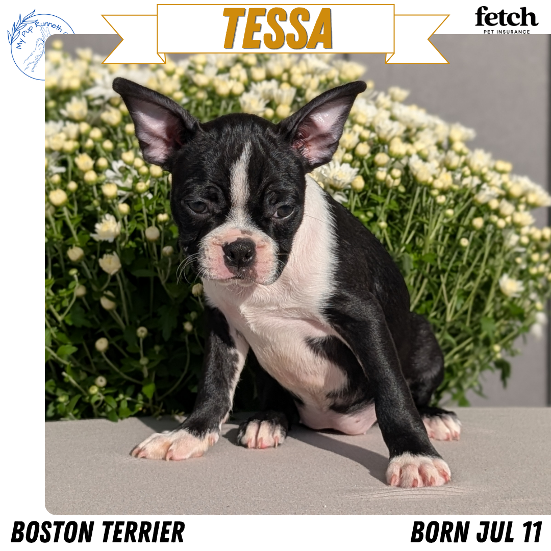 BOSTON TERRIER (JUL 11) 4 FEMALES/4 MALES