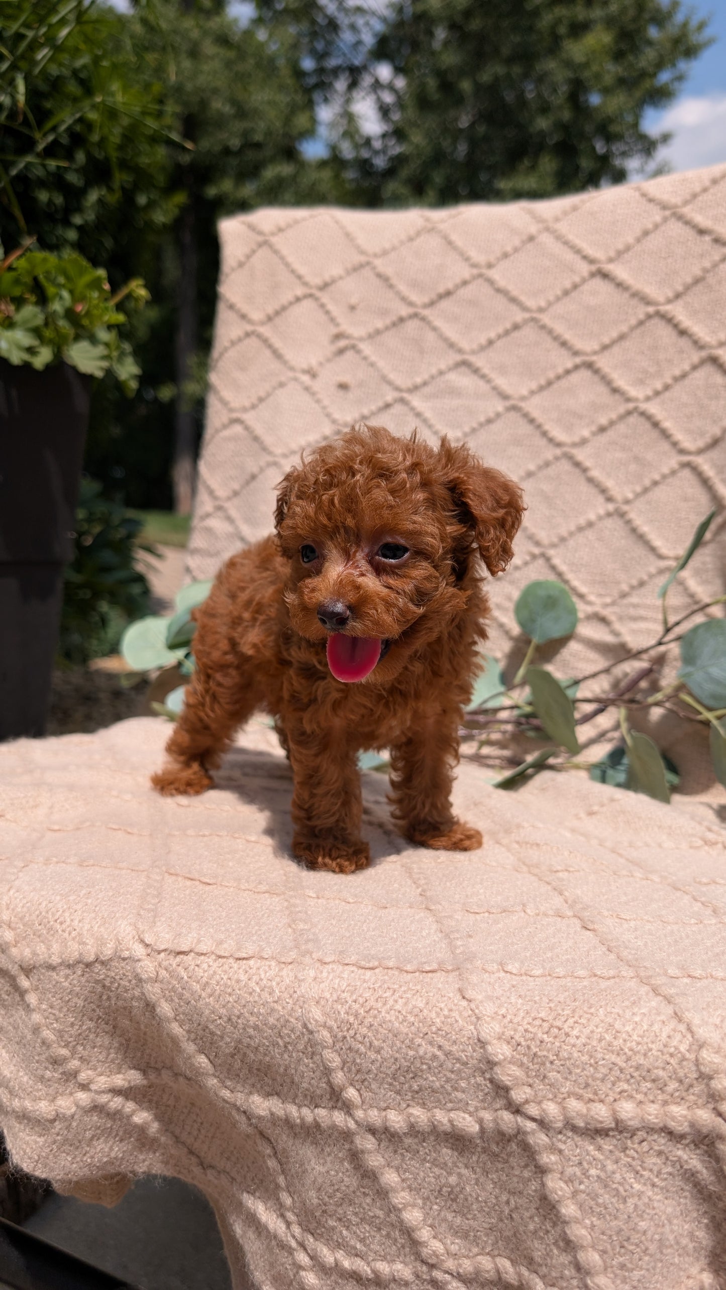 COCKAPOO (05/31) FEMALE