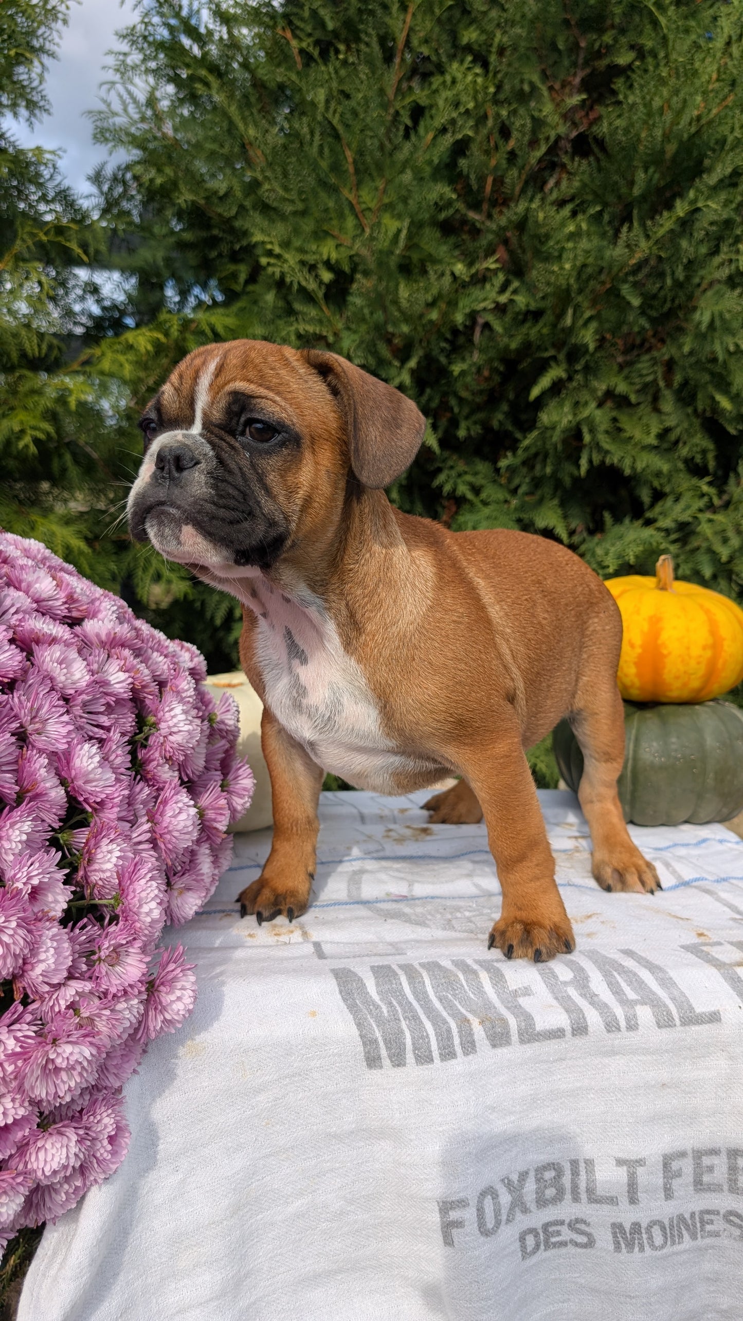 FRENCH BULLDOG (07/15) MALE