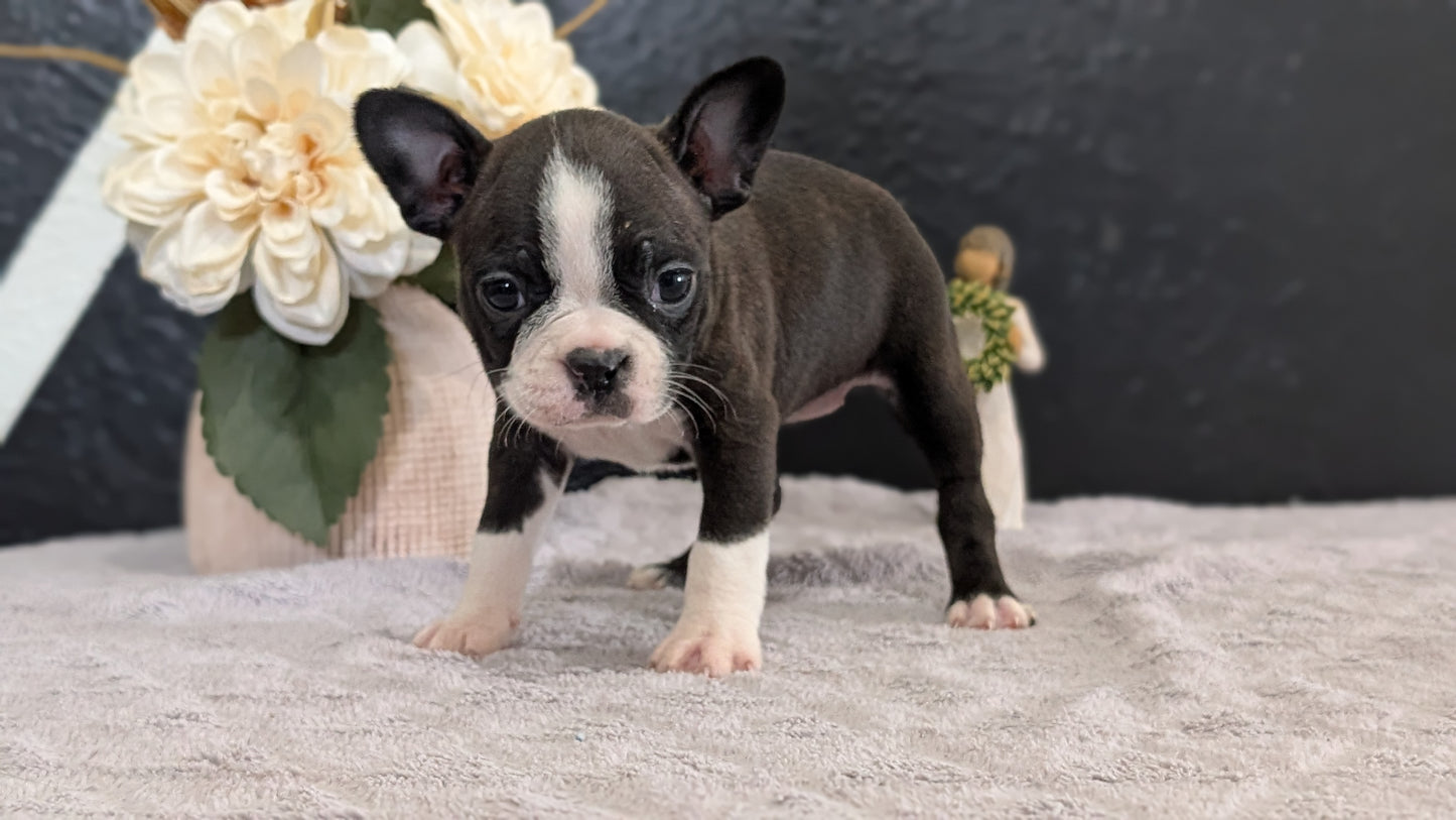 BOSTON TERRIER (FEB 09) FEMALES