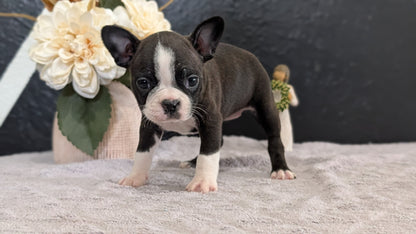 BOSTON TERRIER (FEB 09) FEMALES