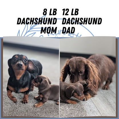 MINI DACHSHUND (09/22) MALE
