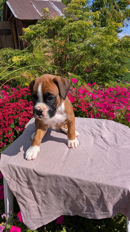 BOXER (08/20) MALE