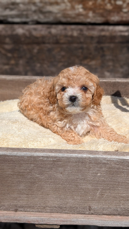 CAVAPOO (MAY 12) MALES