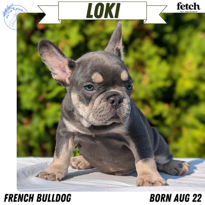 FRENCH BULLDOG (AUG 22) 3 MALES/1 FEMALE
