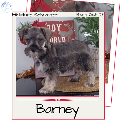 MINI SCHNAUZER (10/03) MALE