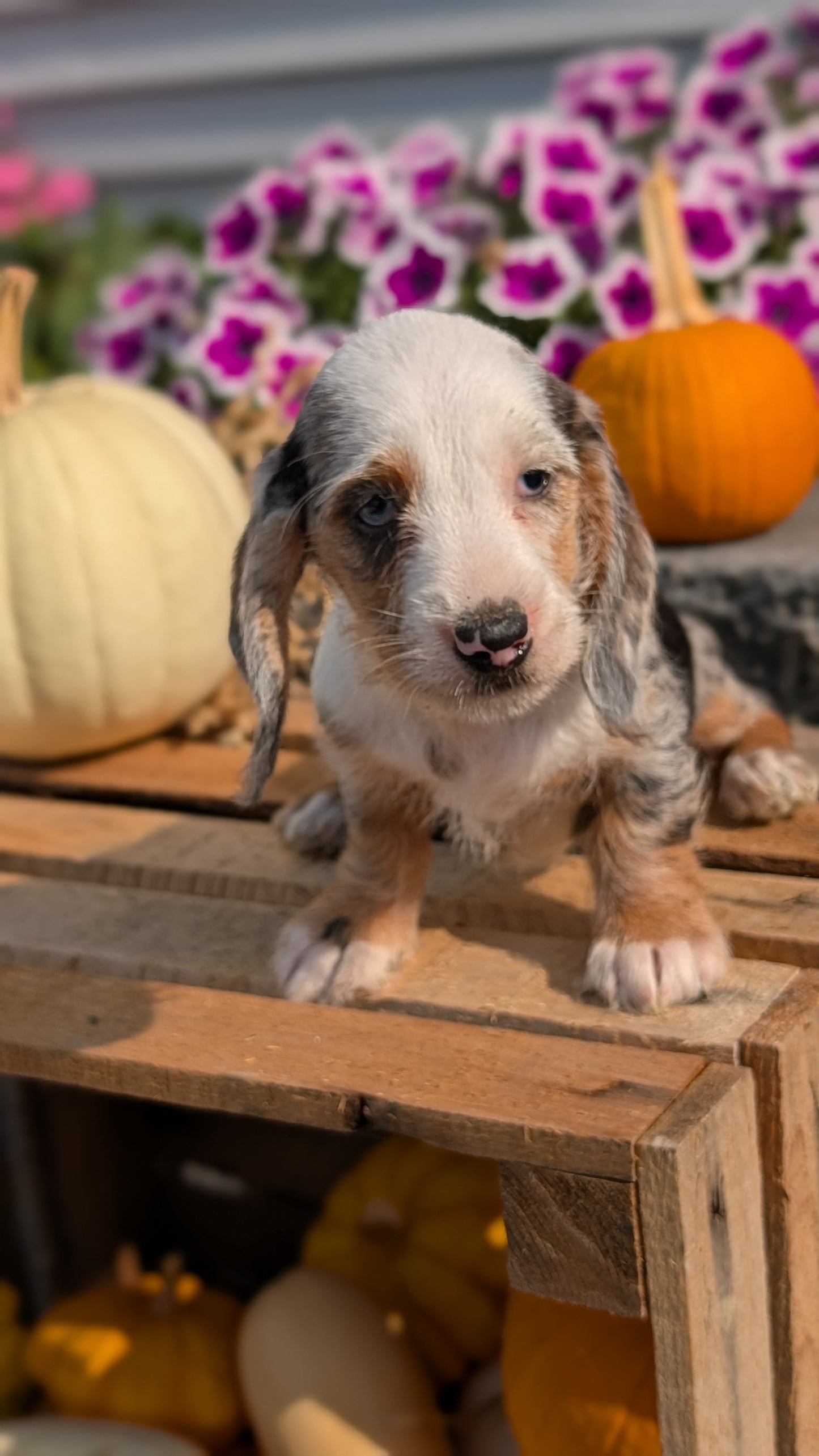 MINI DACHSHUND (08/19) FEMALE