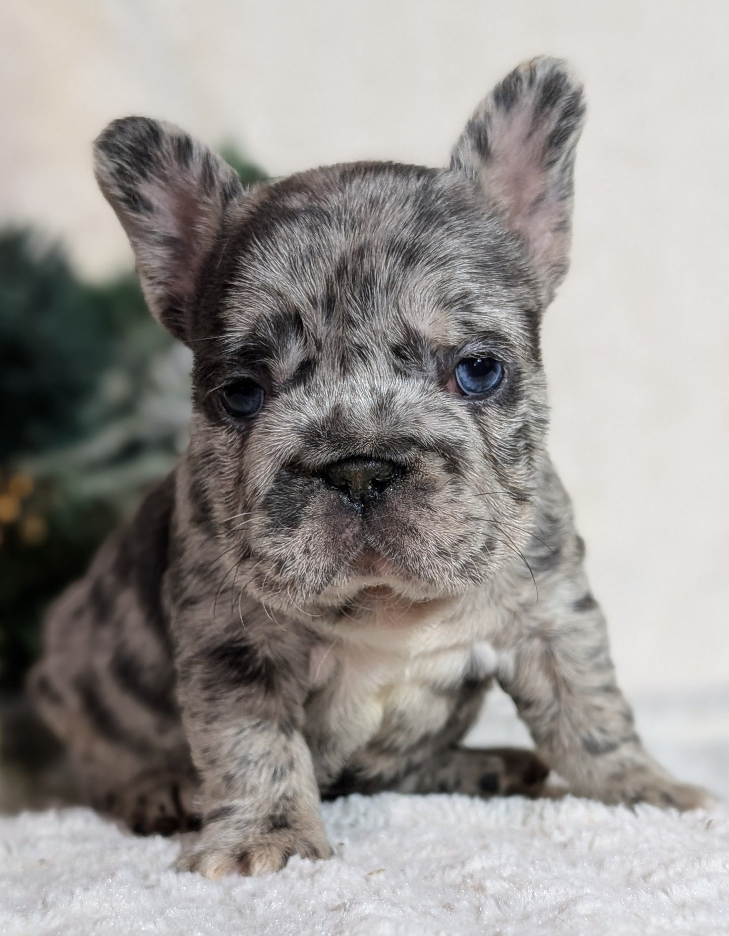 FRENCH BULLDOG (OCT 08) FEMALES