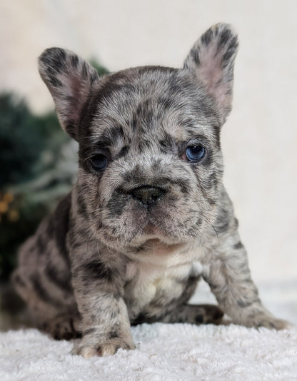 FRENCH BULLDOG (OCT 08) FEMALES