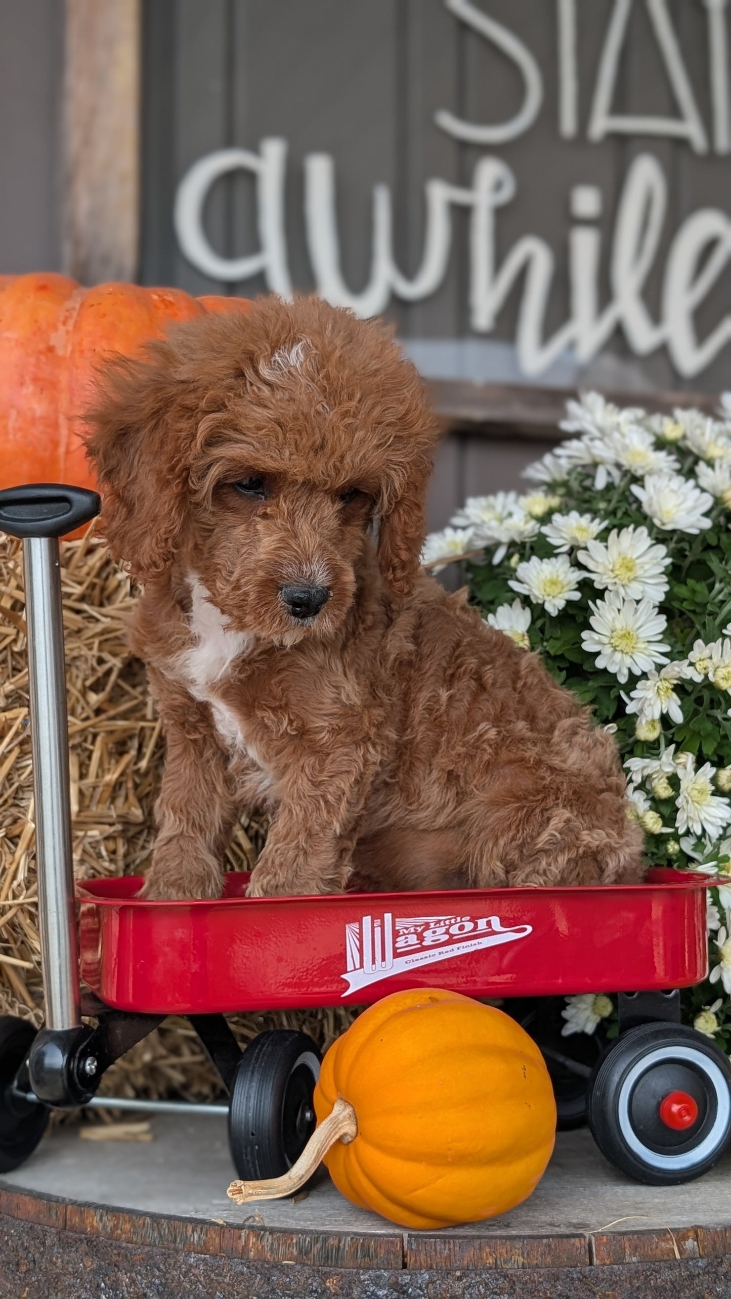 CAVAPOO (07/26) MALE