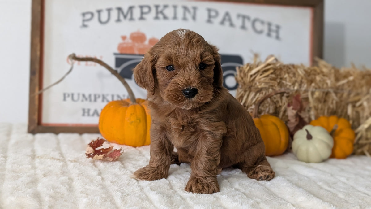 MINI GOLDENDOODLE (AUG 13) 6 MALES/3 FEMALES