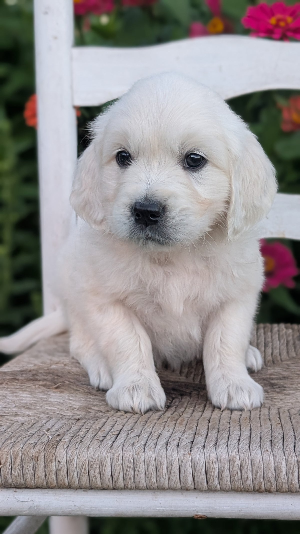 ENGLISH CREAM RETRIEVER (AUG 19) 3 MALES/4 FEMALES