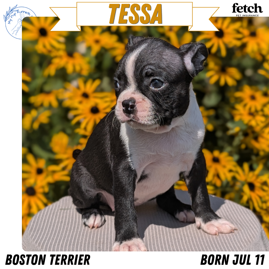 BOSTON TERRIER (JUL 11) 4 FEMALES/4 MALES
