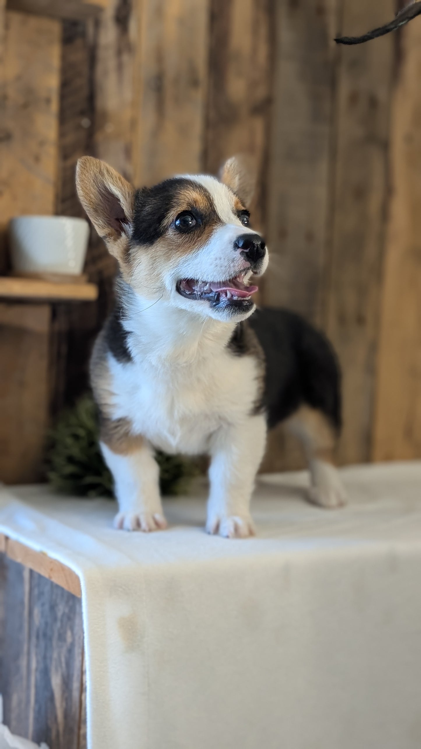 CORGI (JAN 09) FEMALE