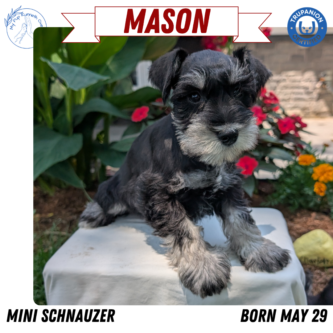 MINI SCHNAUZER (05/29) MALE