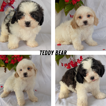 TEDDY BEAR (06/29) MALE