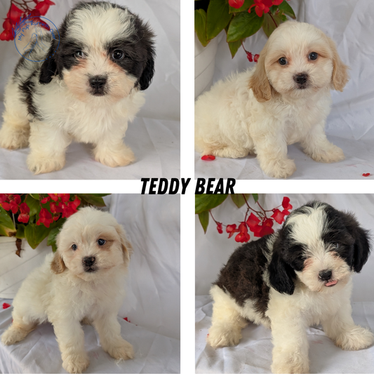 TEDDY BEAR (06/29) FEMALE