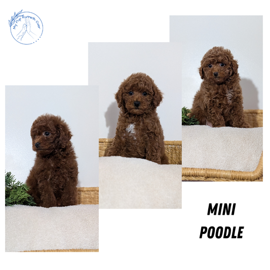 MINI POODLE (NOV 14) MALES