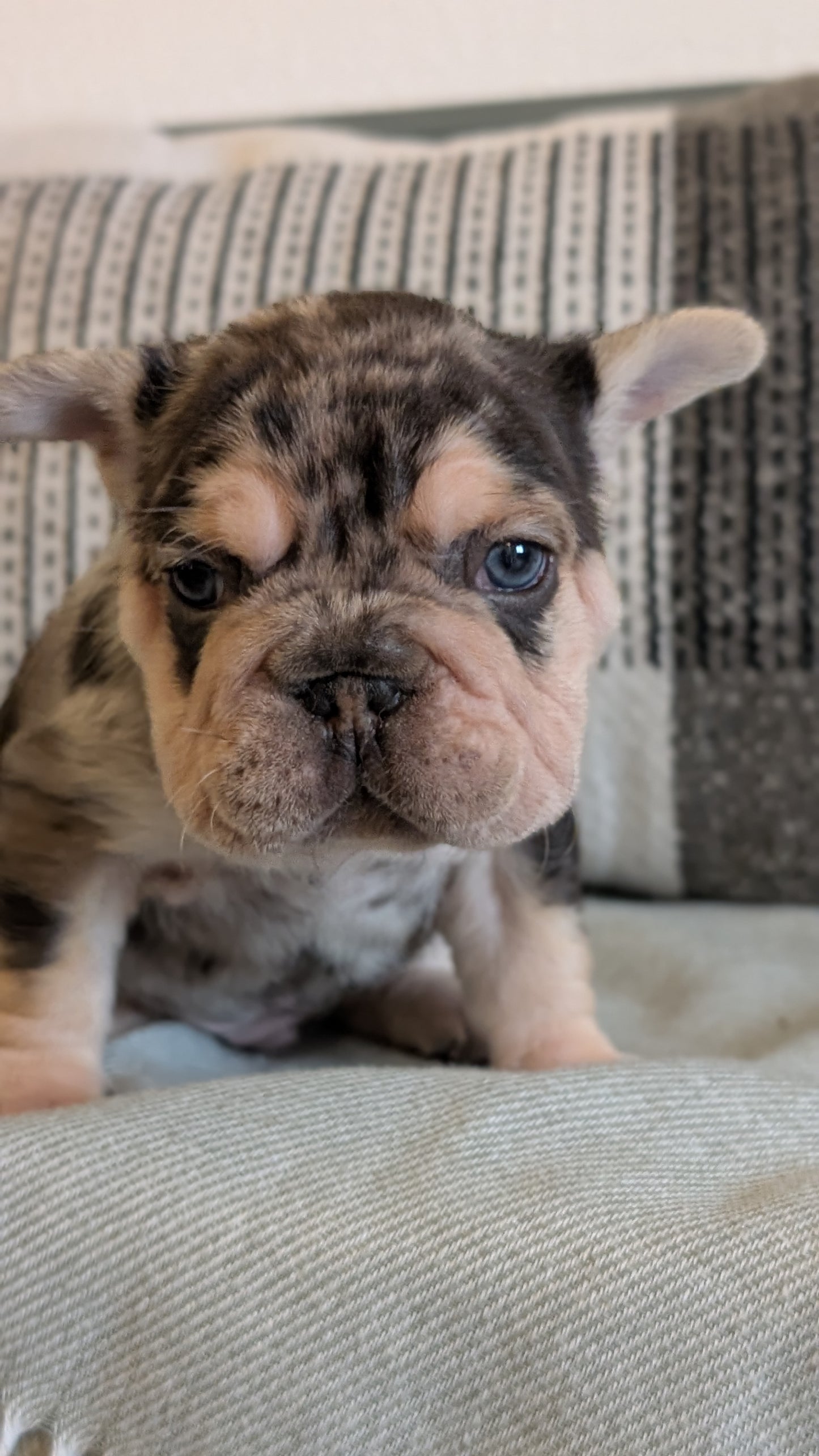 FRENCH BULLDOG (JAN 09) MALES