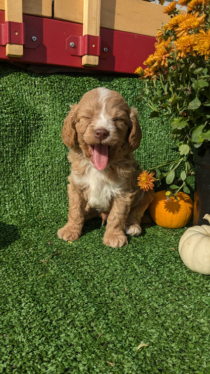 CAVAPOO (08/13) MALE