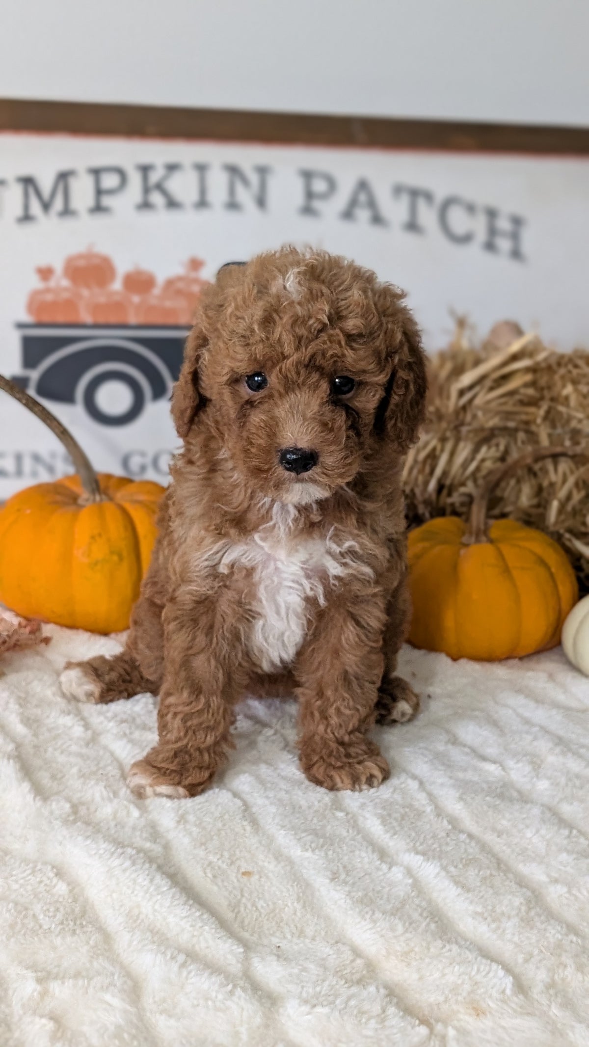 MINI GOLDENDOODLE (AUG 13) 6 MALES/3 FEMALES