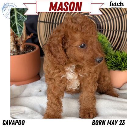 CAVAPOO (MAY 23) MALES