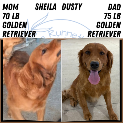 GOLDEN RETRIEVER (JUL 01) MALES