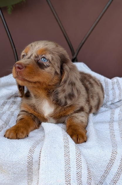 MINI DACHSHUND (MAY 26) FEMALE