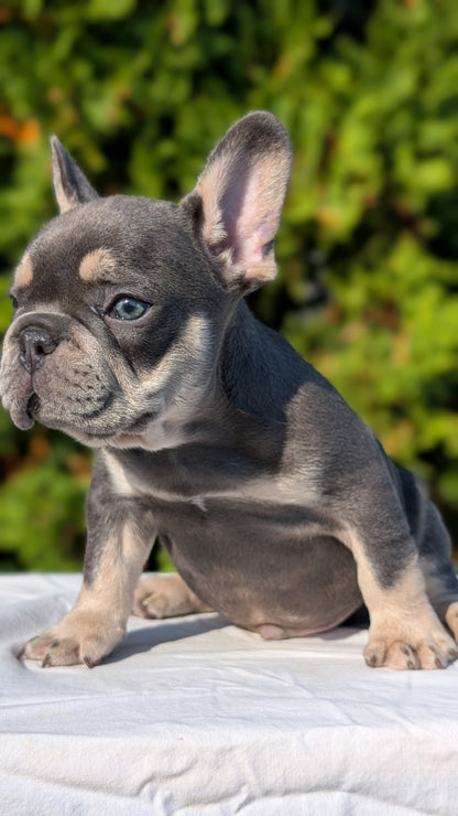FRENCH BULLDOG (AUG 22) 3 MALES/1 FEMALE