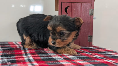 YORKSHIRE TERRIER (DEC 20) FEMALES