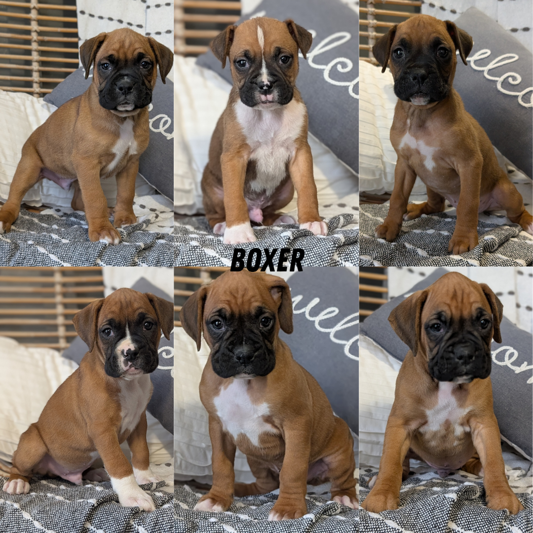 BOXER (OCT 12) MALES