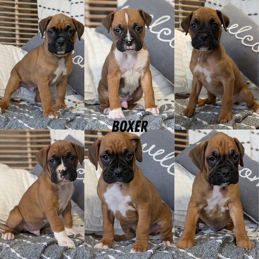 BOXER (OCT 12) MALES