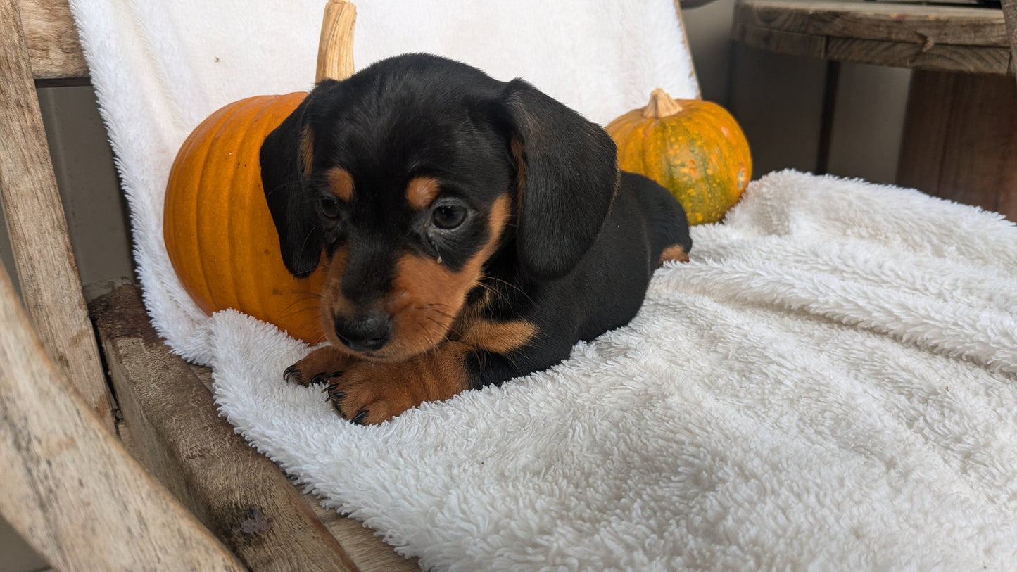 MINI DACHSHUND (08/13) MALE