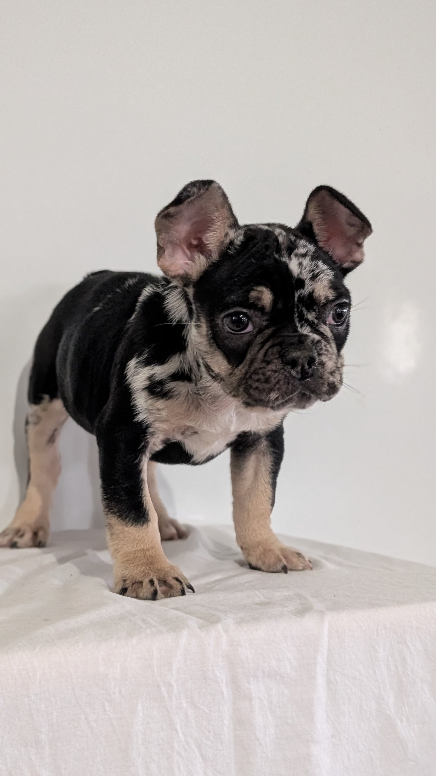 FRENCH BULLDOG (JAN 20) MALE
