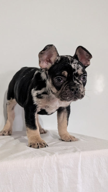FRENCH BULLDOG (JAN 20) MALE