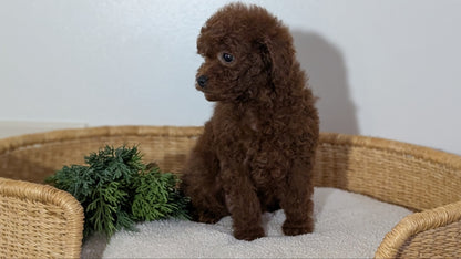 MINI POODLE (NOV 14) MALES