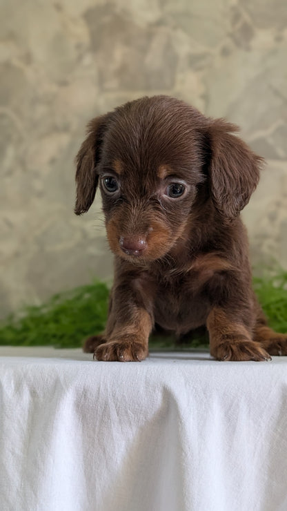 MINI DACHSHUND (APR 29) FEMALES