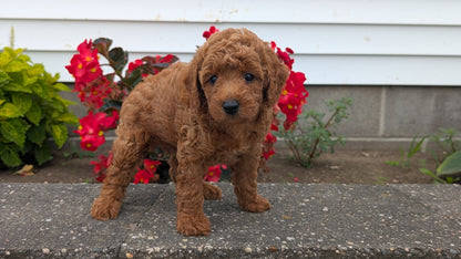 TOY POODLE (07/04) MALE