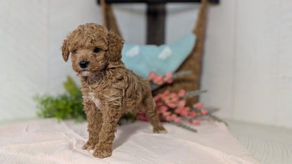 MINI POODLE (DEC 04) MALES