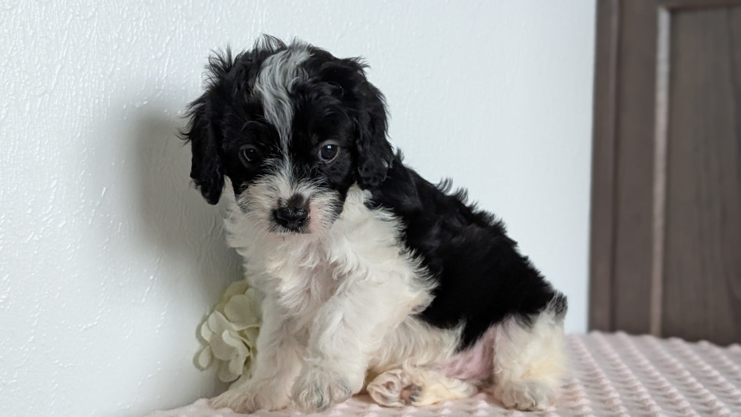 CAVAPOO (APR 02) MALES
