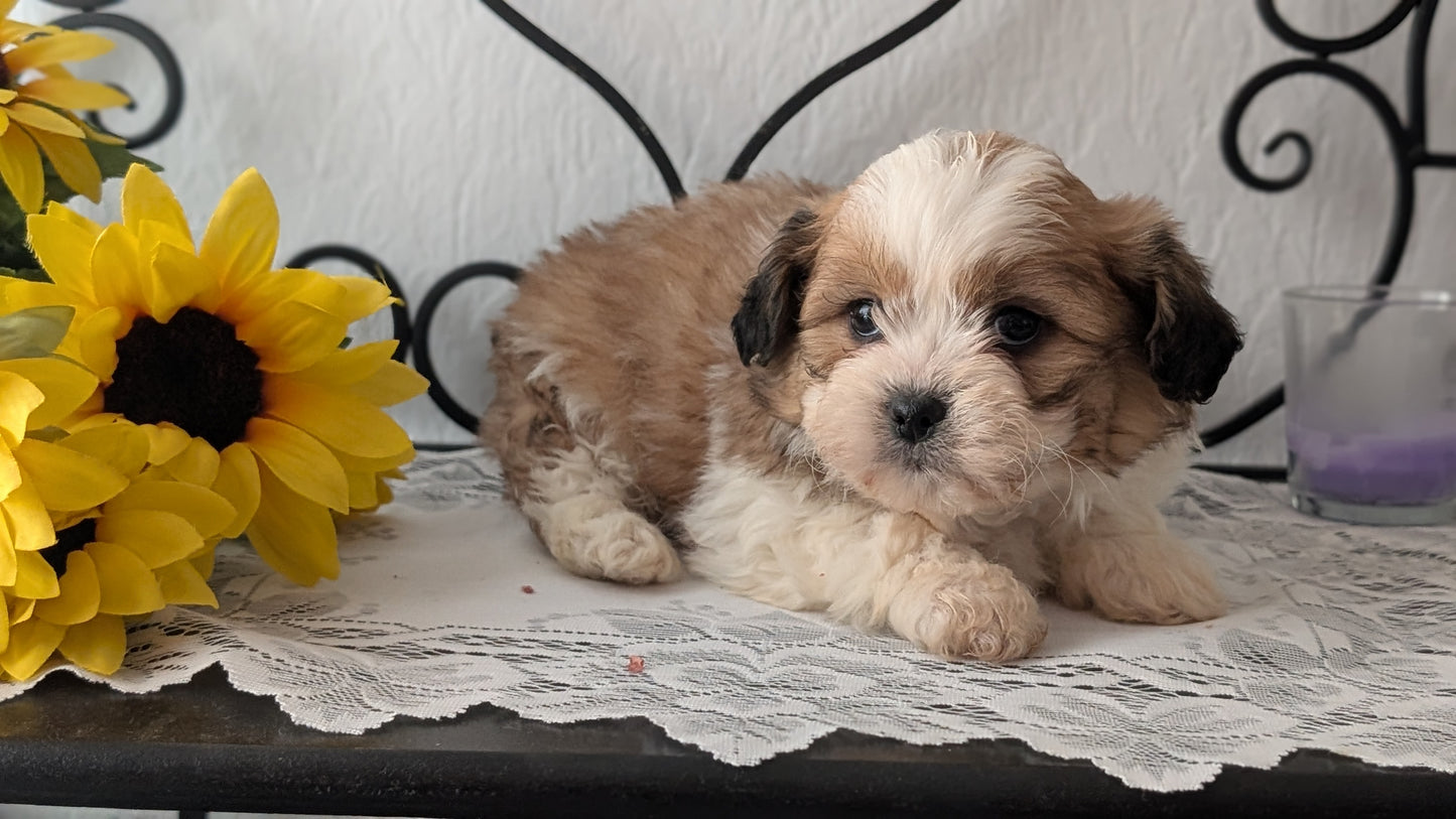 TEDDY BEAR (DEC 07) MALE