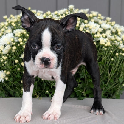 BOSTON TERRIER (JUL 11) 4 FEMALES/4 MALES