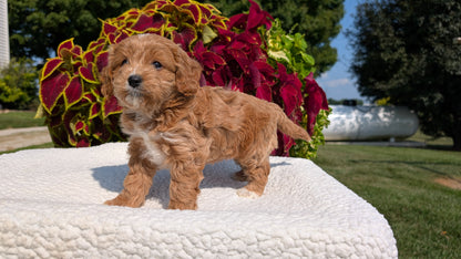 CAVAPOO (07/06) FEMALE