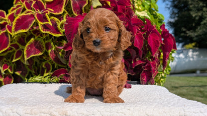 CAVAPOO (07/06) FEMALE