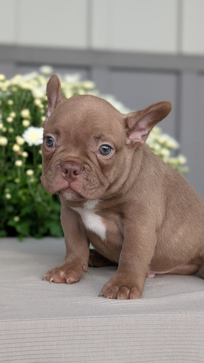 FRENCHTON (JUL 24) 1 FEMALE/1 MALE