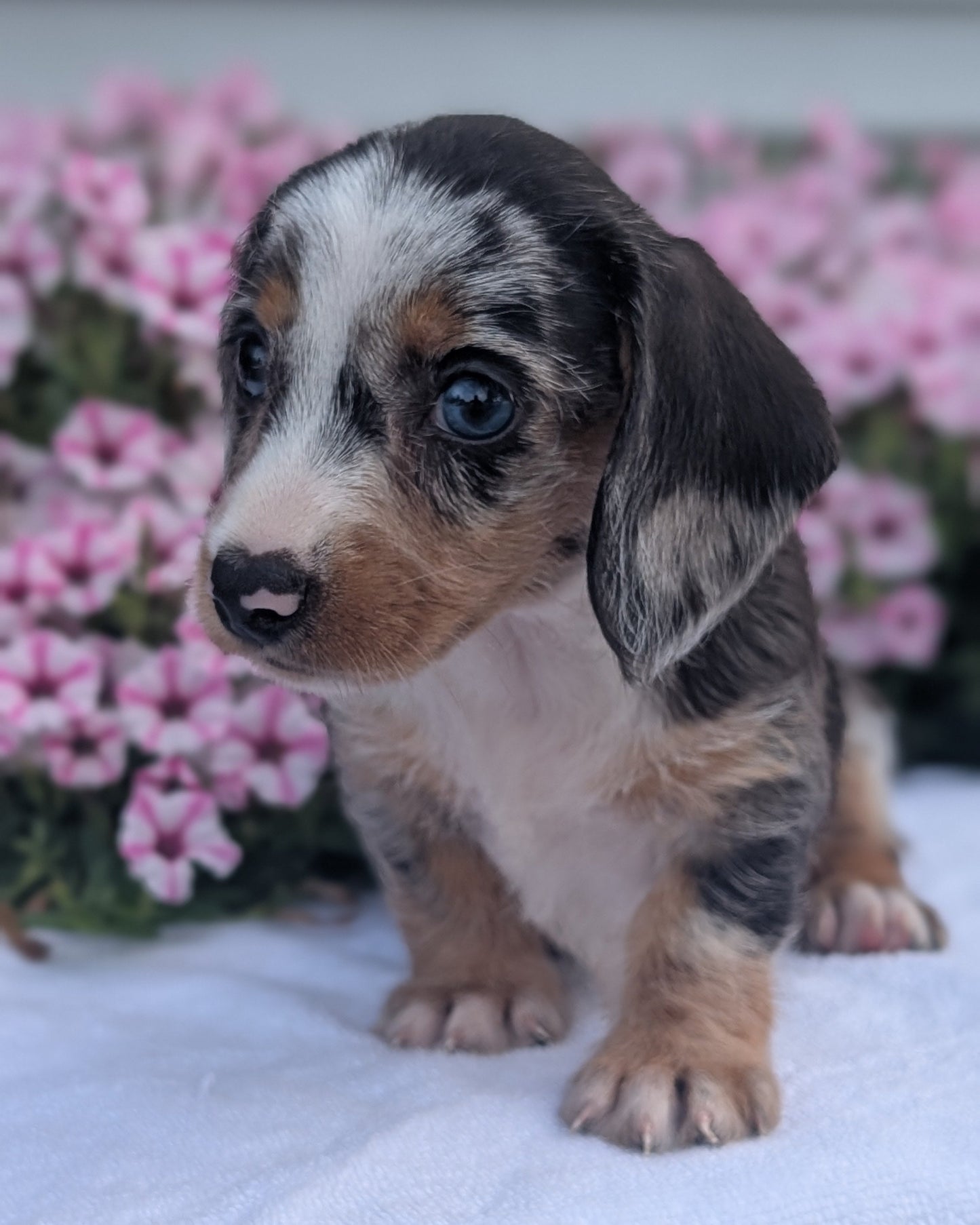 MINI DACHSHUND (JUN 04) FEMALES