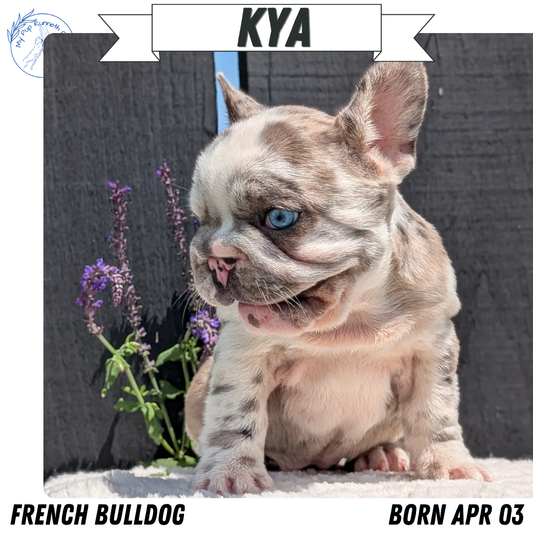 FRENCH BULLDOG (APR 03) FEMALE