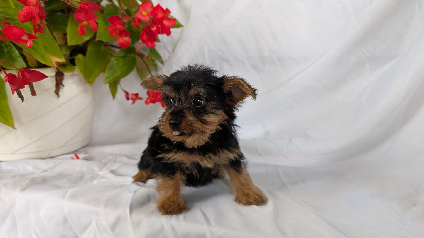 YORKSHIRE TERRIER (06/14) FEMALE