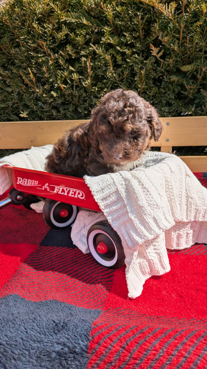 TOY POODLE (01/23) MALE