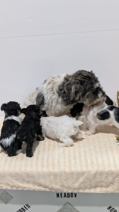 MINI SCHNAUZER (02/18) MALE